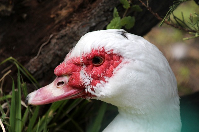 佳夫克亞爾 佳夫克亞爾