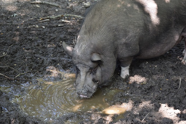 展现才华的 展现才华的