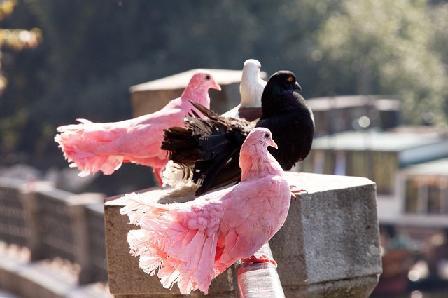 兼備的球員 兼備的球員